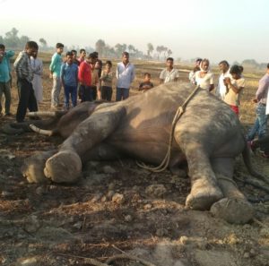 सिद्धार्थनगर: बिजली की चपेट में आने से हाथी की मौत