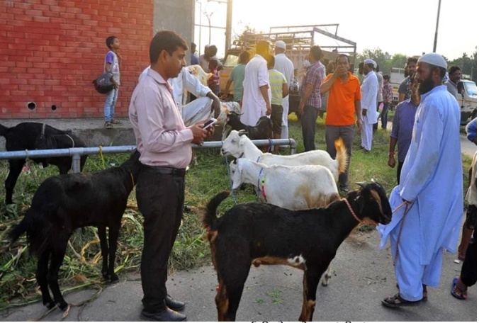 बकरीद विशेष ------बकरीद पर, जानें क्यों दी जाती है बकरे की ही कुर्बानी