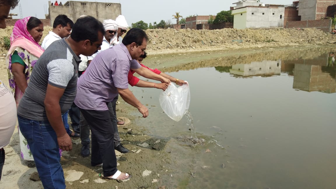 नौतनवा: घातक बीमारियों को रोकने के लिए जलासय में डाली गयी गम्बूजिया मछलिया--गुडडू खान